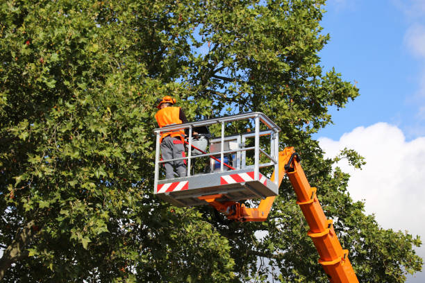 How Our Tree Care Process Works  in Deatsville, AL